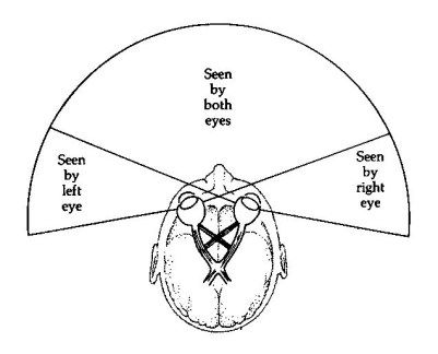 virtual-reality-vr-augmented0reality-Both eyes