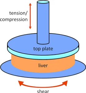 rheometry-liver.jpg3.webp